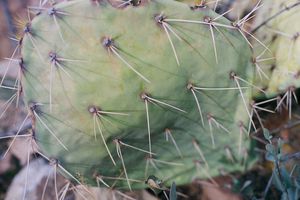 Engelmann's Prickly Pear