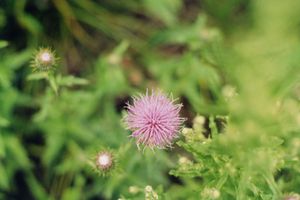 Trailside Thistle